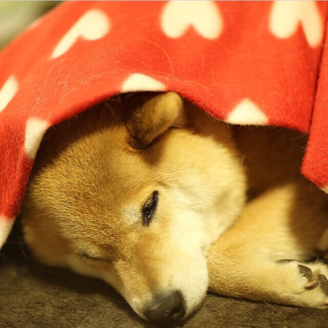 世界杯惊艳绽放：激情无限，精彩不断！，世界杯精彩片段视频